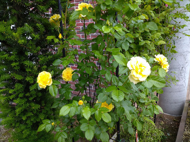 バラのアップ写真