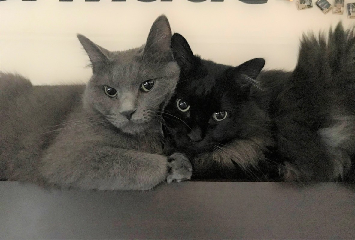 我が家の猫　保護猫出身の兄弟猫です(=^・^=)