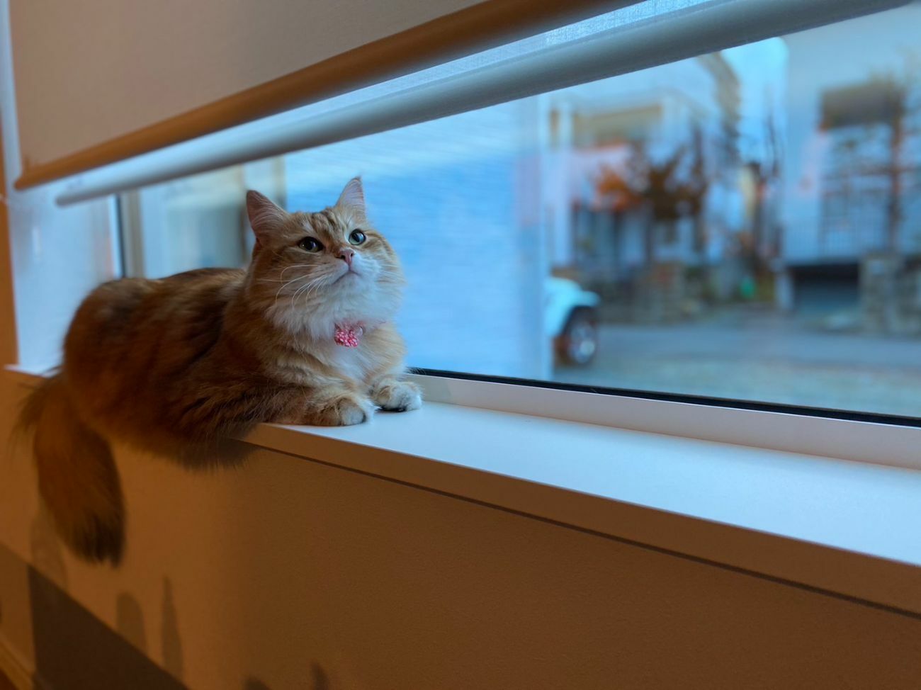 間接照明で創る立体感　猫と暮らすお家